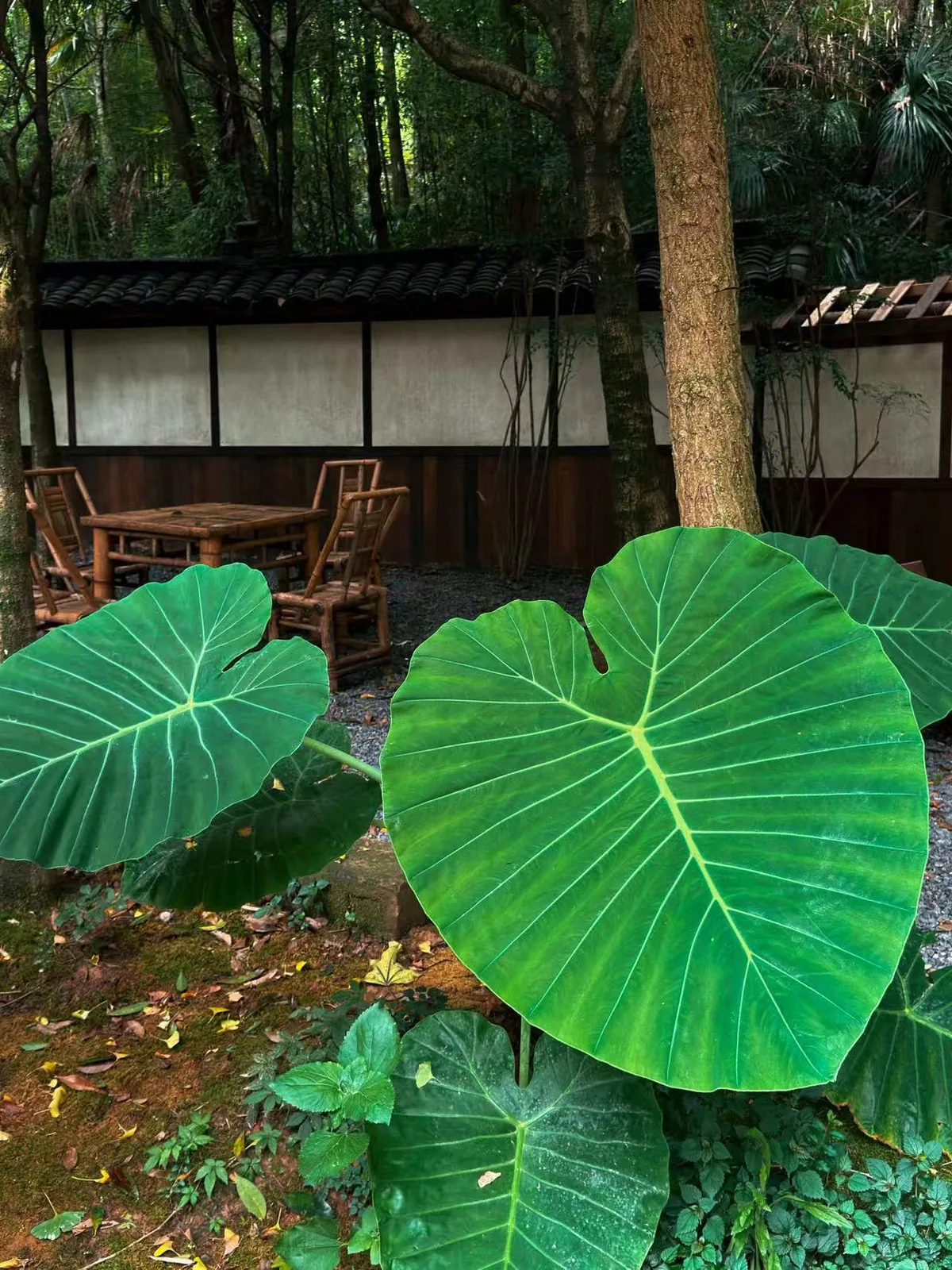 青城山林间传统庭院建筑与大芋叶
